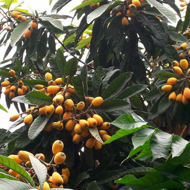 Eriobotrya japonica