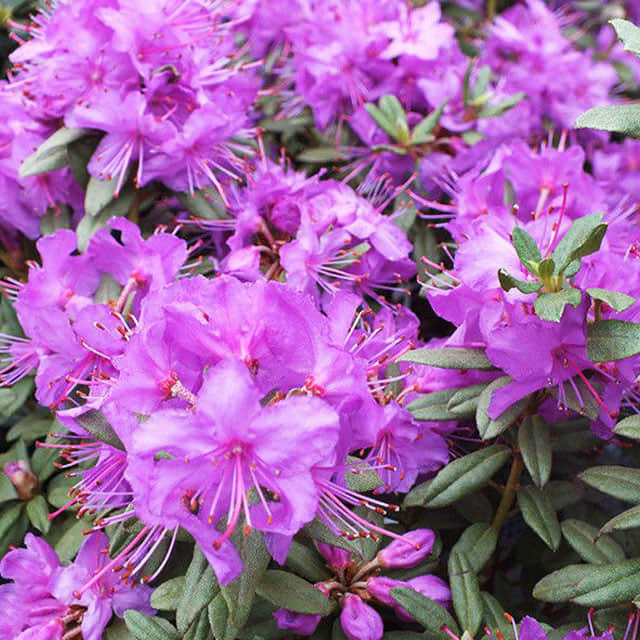 Rhododendron hippophaeoides Brown Leaf Tips