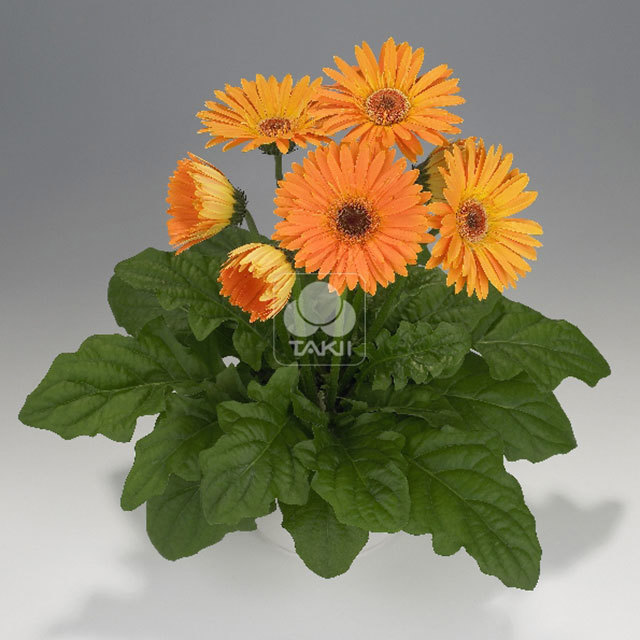 Gerbera Royal F1 Apricot 2439 Drooping Leaves