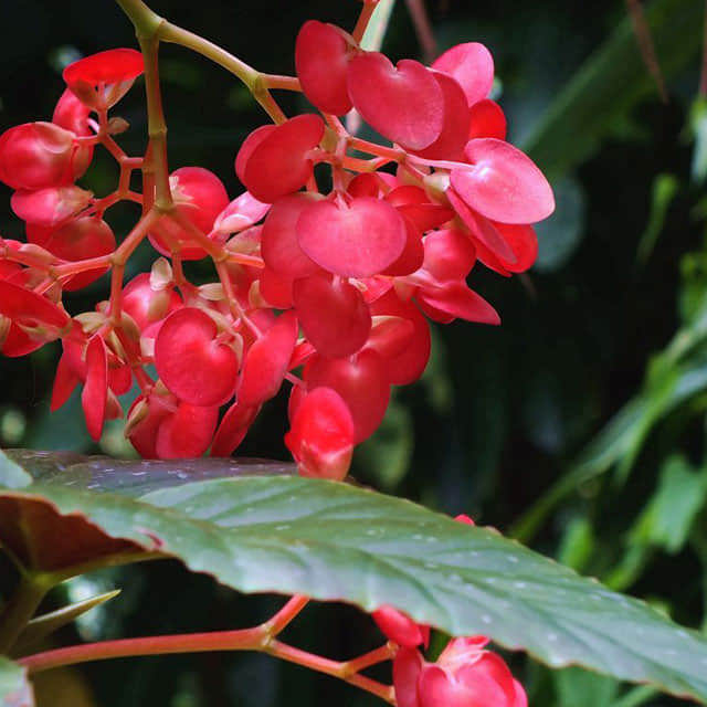 Begonia maculata Raddi