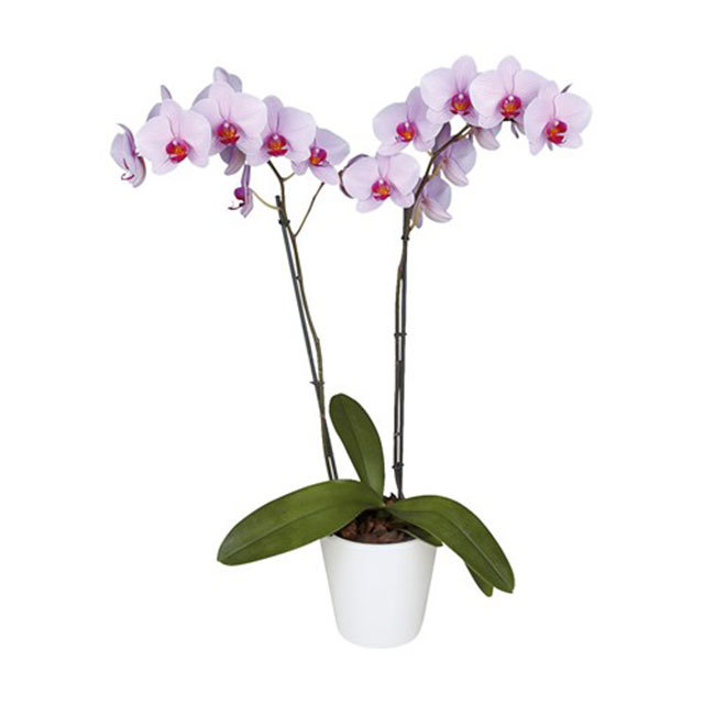 Phalaenopsis Washington
