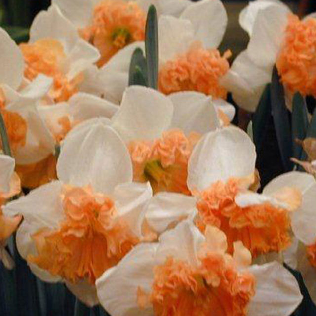 Narcissus Hungarian Rhapsody