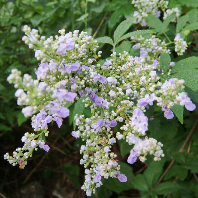 Vitex negundo heterophylla