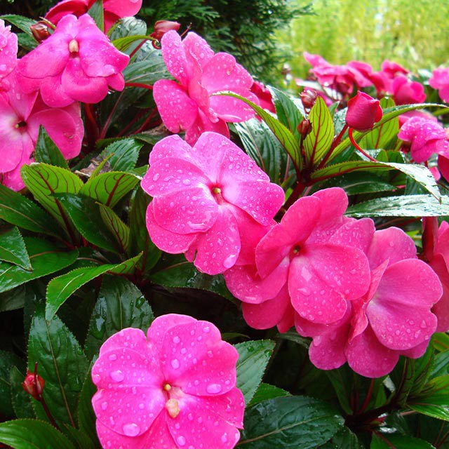 Impatiens balsamina