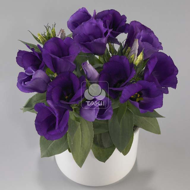 Eustoma Carmen F1 Blue