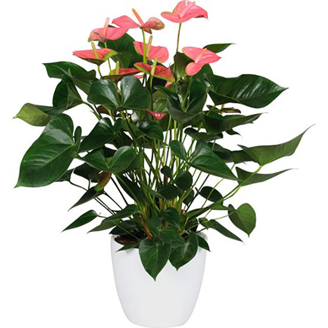 Anthurium andraeanum Pandora Brown Leaf Tips