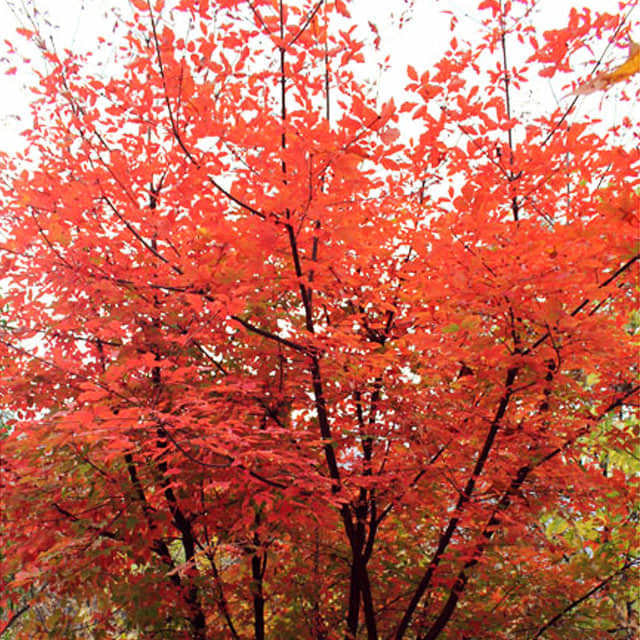 Acer griseum