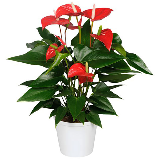 Anthurium andraeanum Felicita Sticky Leaves