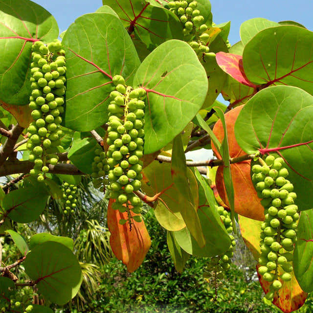 Coccoloba uvifera
