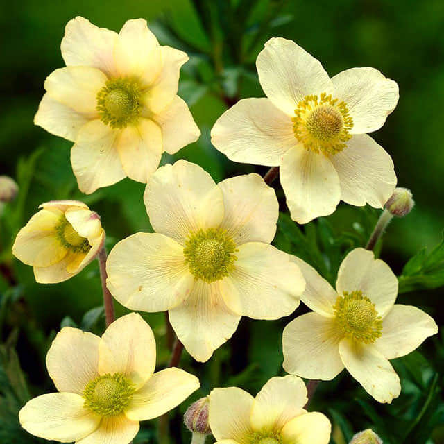 Anemone multifida