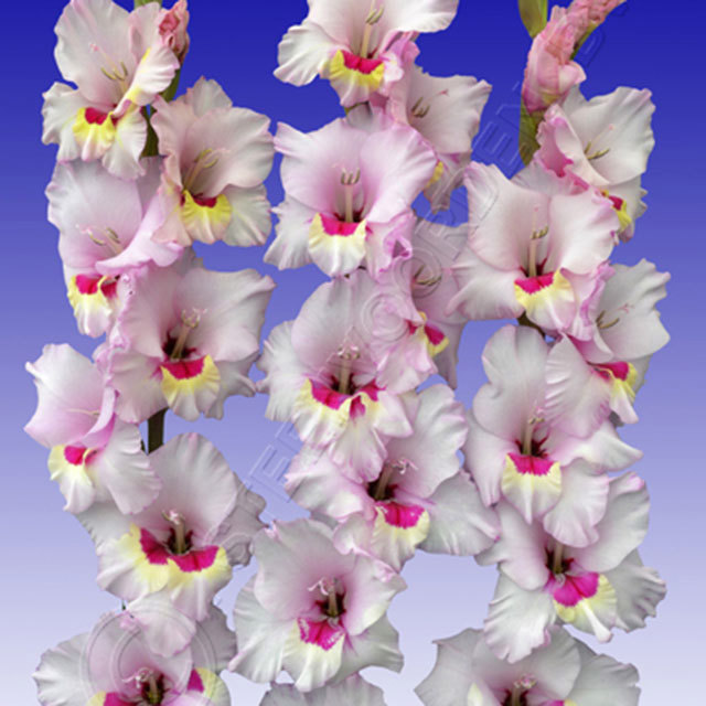 Gladiolus Wine and Roses