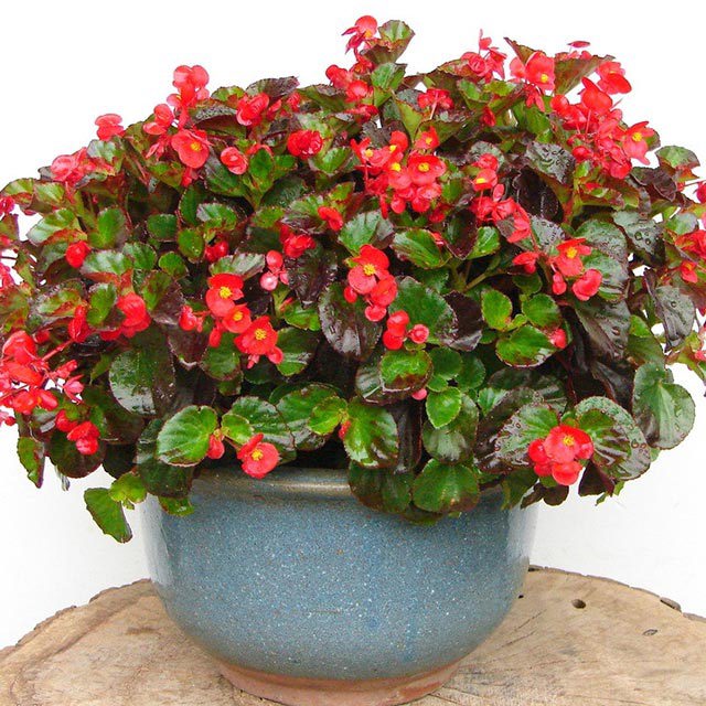 Begonia x semperflorens cultorum