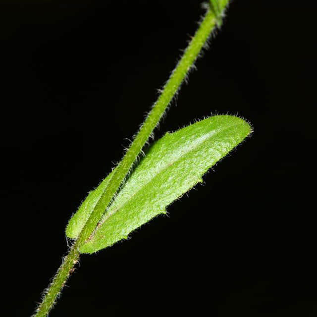 Arabis blepharophylla