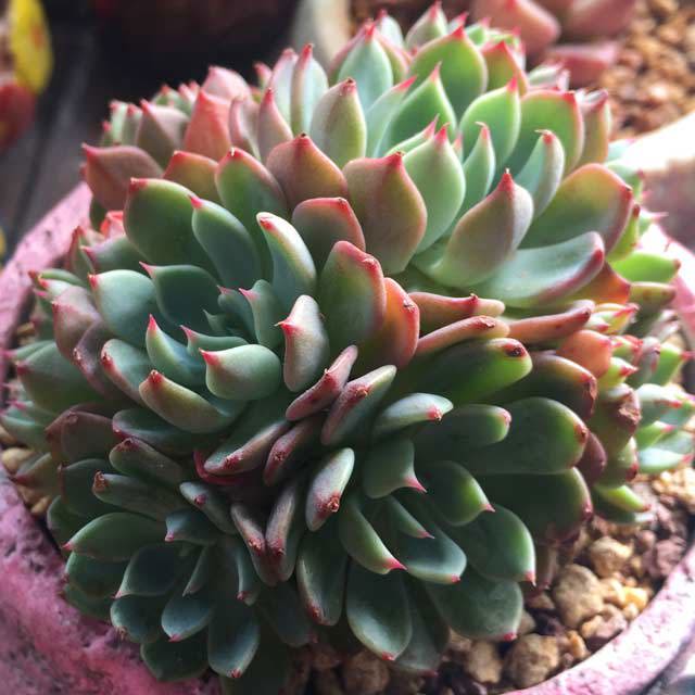 Echeveria Nana Mini Hook Leggy Stems