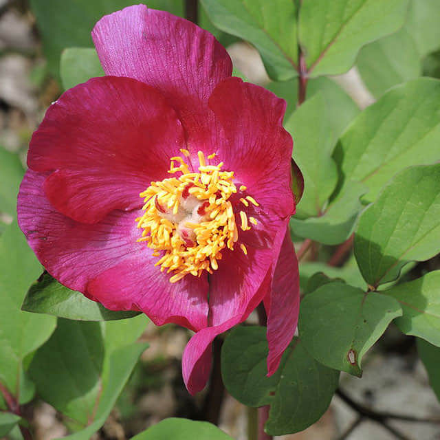 Paeonia mascula