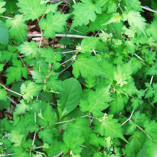Stephanandra incisa