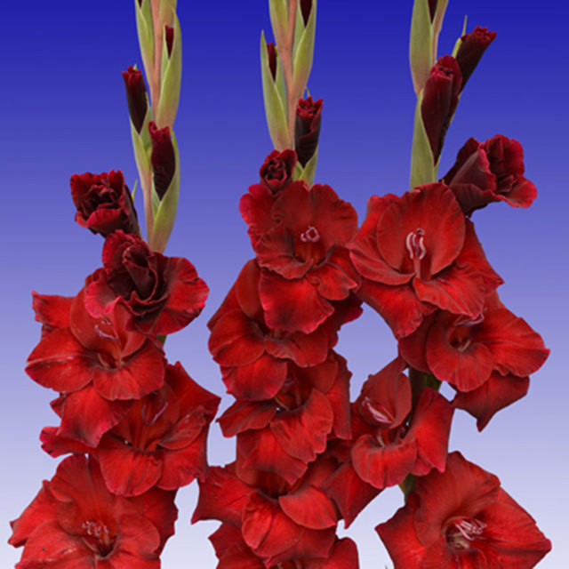 Gladiolus Zorro