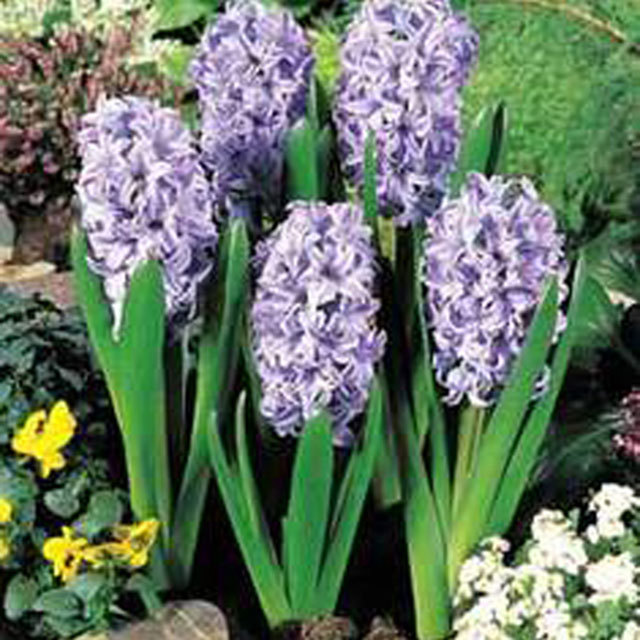 Hyacinthus orientalis Sky Jacket