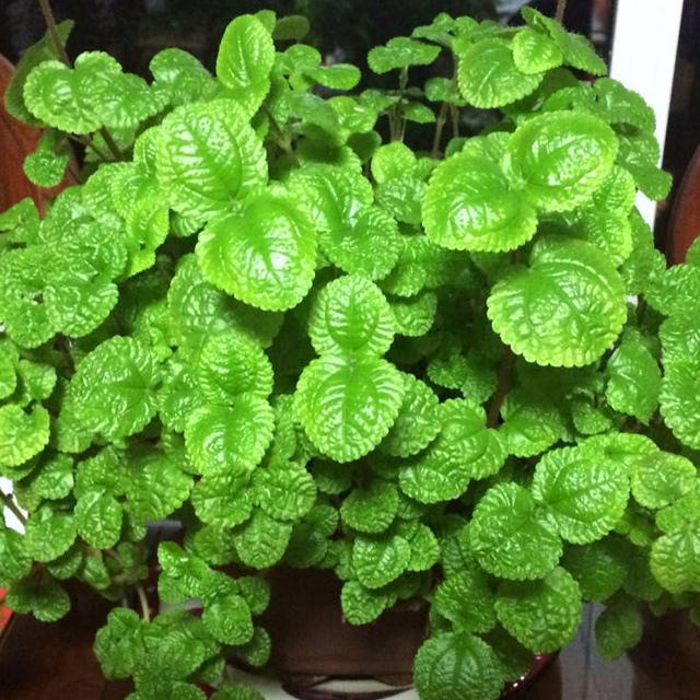 Pilea nummulariifolia
