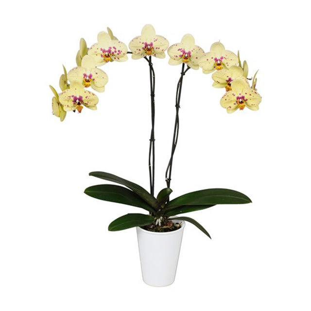 Phalaenopsis Pescara