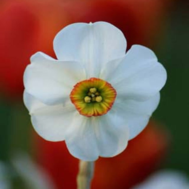 Narcissus Angels Eyes