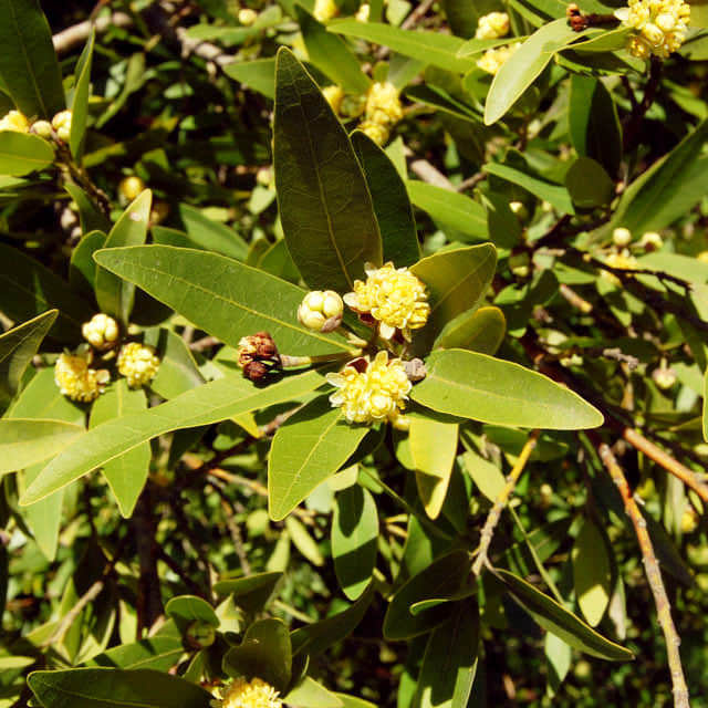 Umbellularia californica