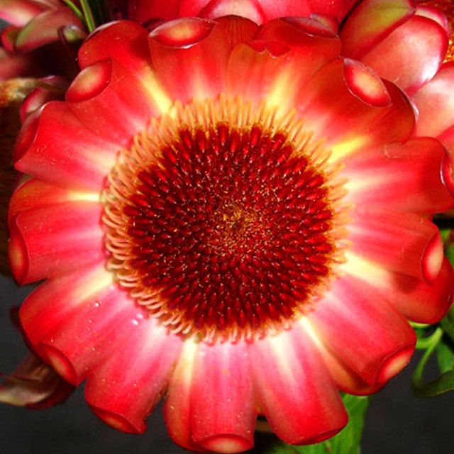 Protea pityphylla