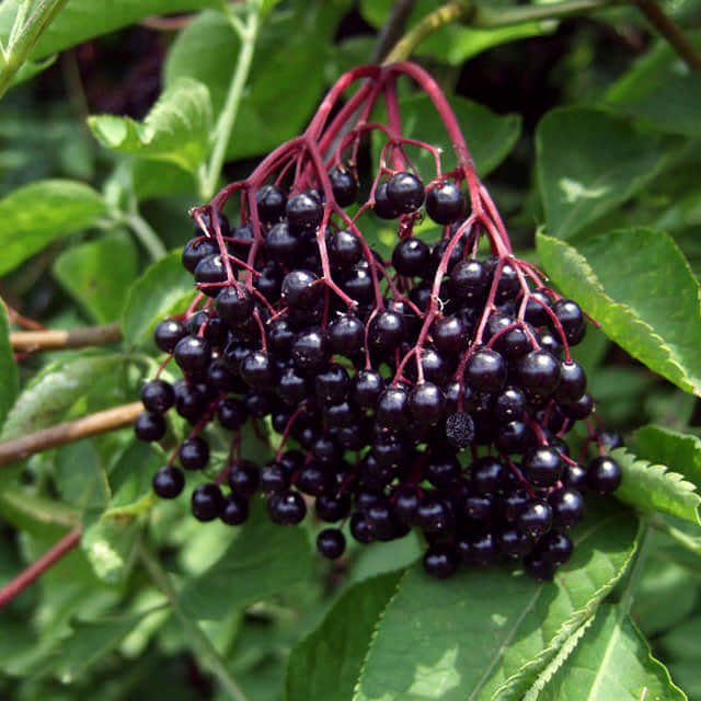 Sambucus nigra