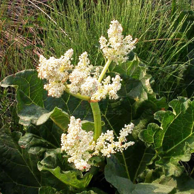 Rheum undulatum