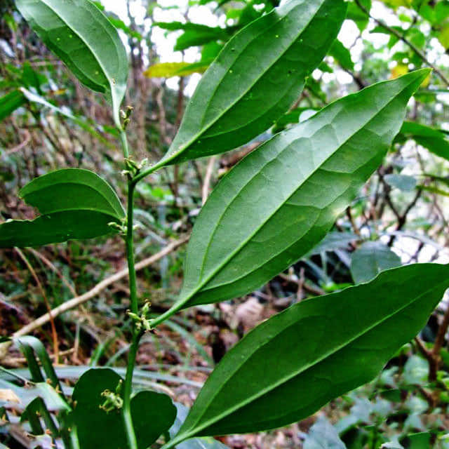 Sarcococca ruscifolia