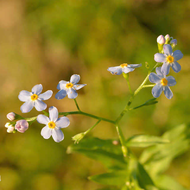 Myosotis scorpioides