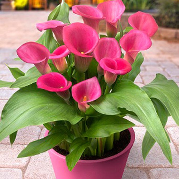Zantedeschia Captain Samba