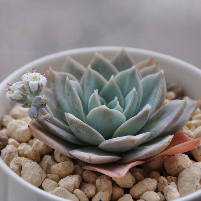 Sedum suaveolens