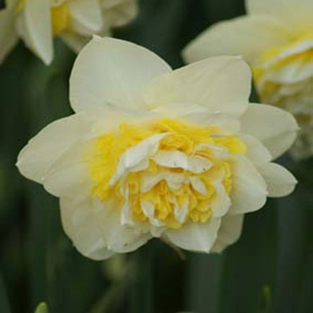 Narcissus Lingerie