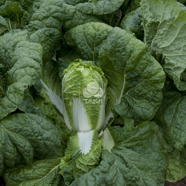 Chinese Cabbage Enduro F1 Brown Leaf Tips