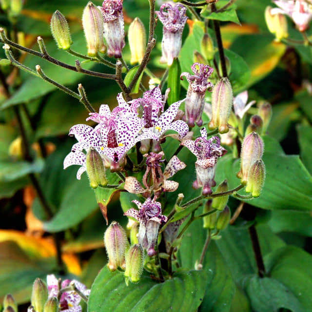 Tricyrtis formosana