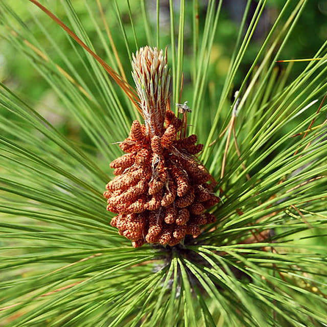 Pinus canariensis