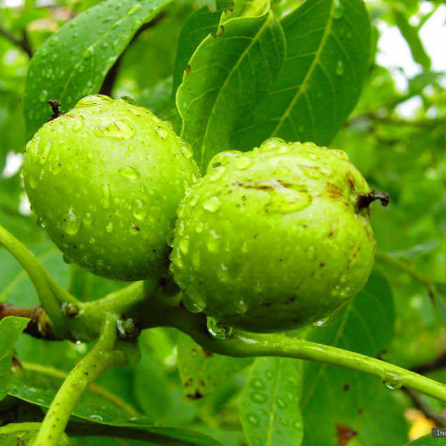 Juglans regia