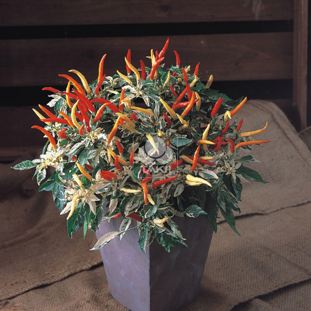 Capsicum annuum Uchu Cream Red Tiny Black Flies