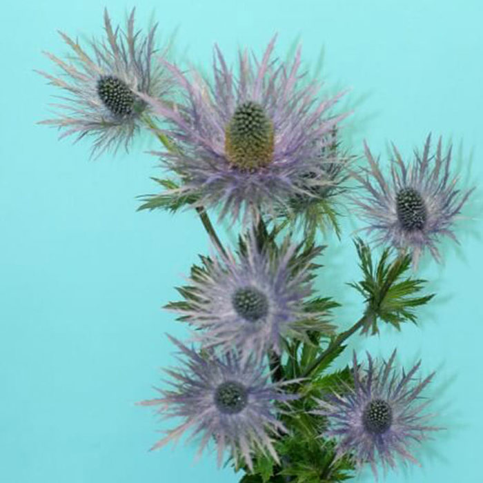 Eryngium alpinum Blue Bayou