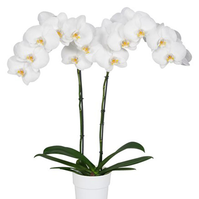 Phalaenopsis Eastbourne