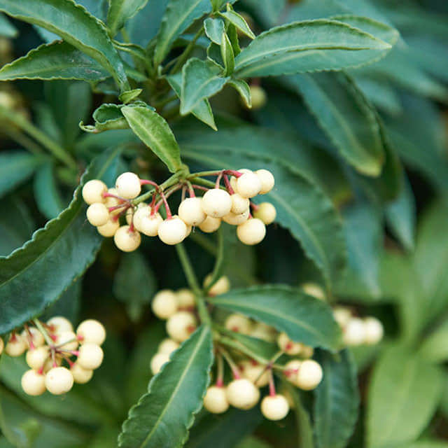 Symphoricarpos orbiculatus