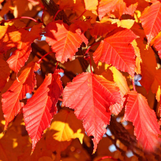 Acer capillipes