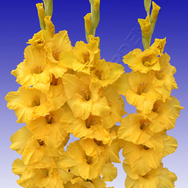Gladiolus Yellow Star