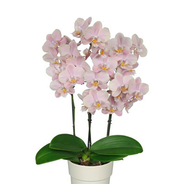 Phalaenopsis Latina
