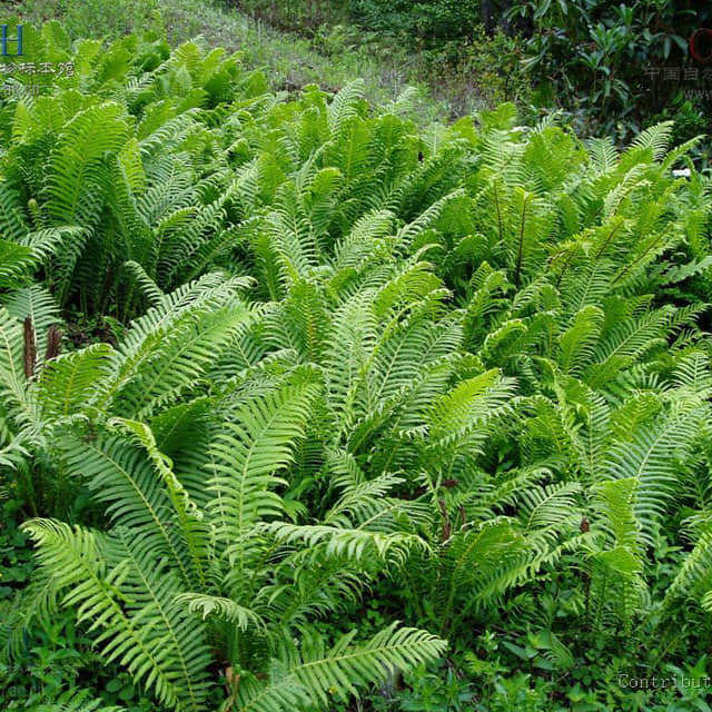 Onoclea sensibilis