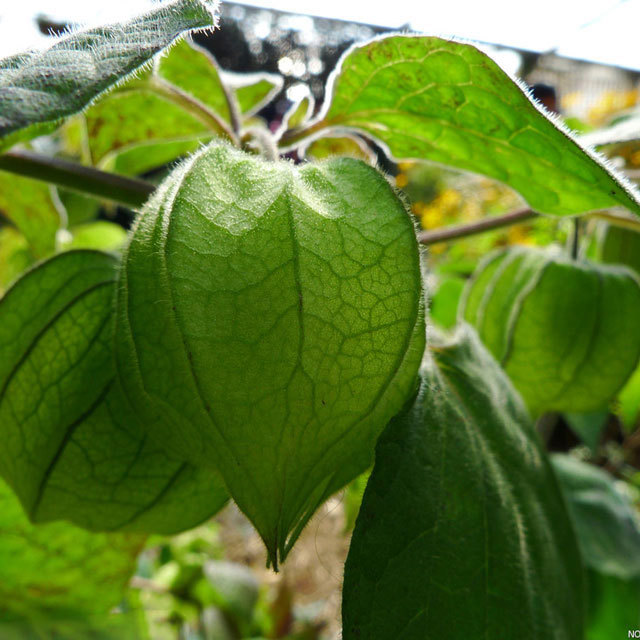 Physalis alkekengi