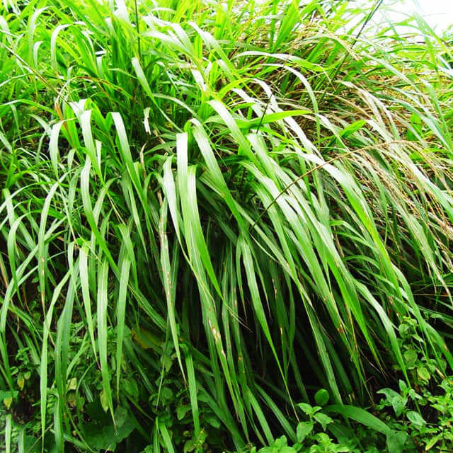 Mosla chinensis