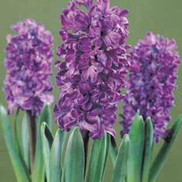 Hyacinthus orientalis Peter Stuyvesant