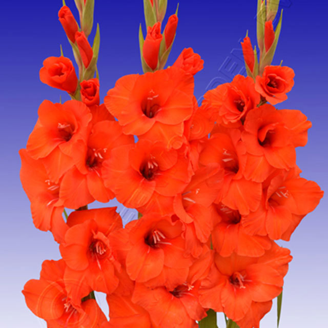 Gladiolus Kazimir